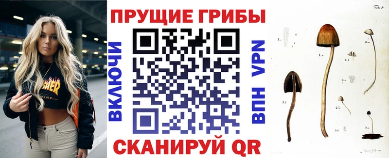 наркотики  Куртамыш  Галлюциногенные грибы GOLDEN TEACHER 